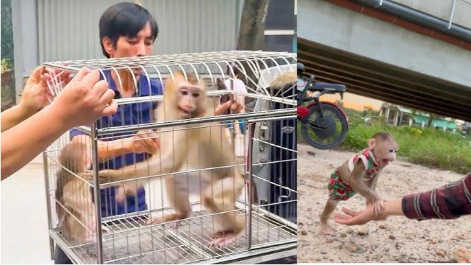 Monkey KaKa was putting into a cage when the police took her from the human family. 