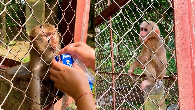 Monkey KaKa's living condition after the confiscation by the Vietnamese authority.